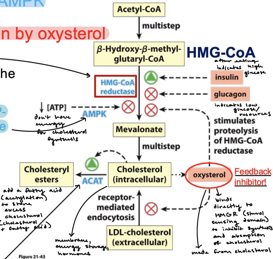 <p>Phosphorylation by AMPK (AMP-dependent protein kinase). HMGR is most active in its dephosphorylated state!</p>