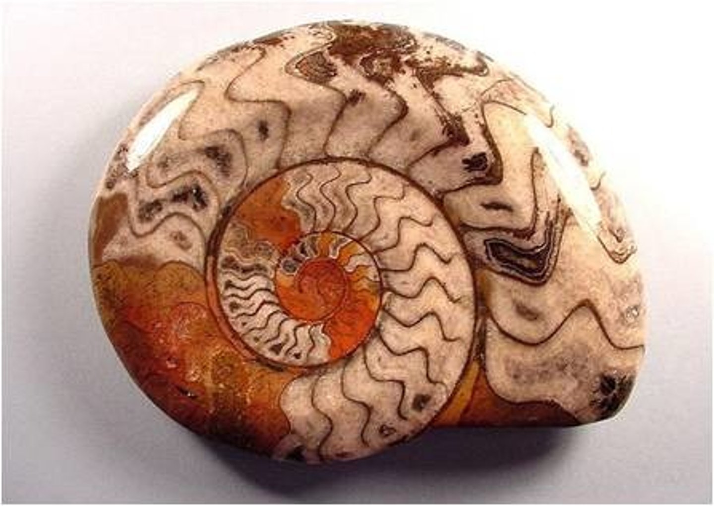 <p>Subclass of cephalopods and mollusks</p><p>-wavy shell connections</p>