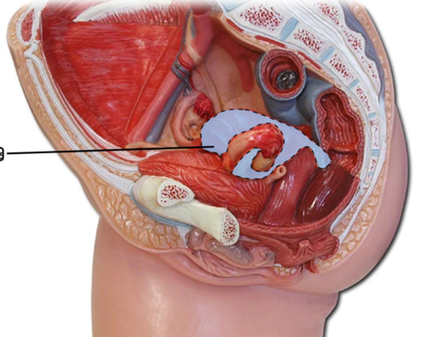 <p>Name this structure (organ)</p>