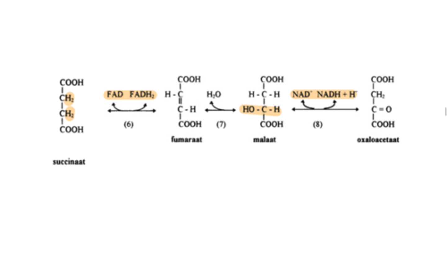 <p>hydratatie van fumeraat ter vorming van malaat</p><p>enzyme: fumarase (katalyseert een stereospecifieke trans additie van H+ en OH-)</p><p>Regeneratie van oxaloacetaat in 3 opeenvolgende stappen:</p><p>oxidatie (6), hydratatie (7), oxidatie (8).</p>