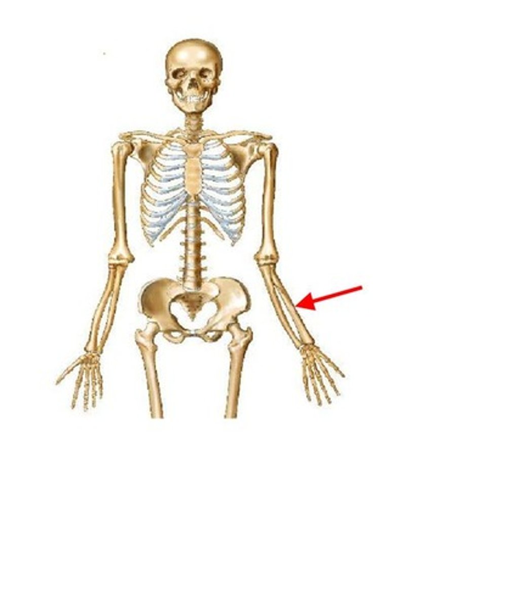 <p>ID bone</p>
