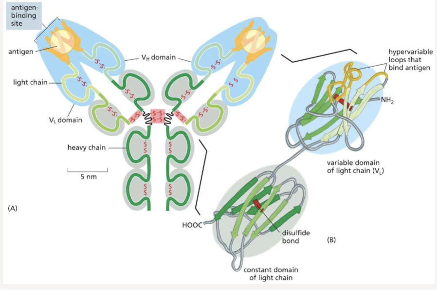 <p>polypeptides on the variable domains</p>