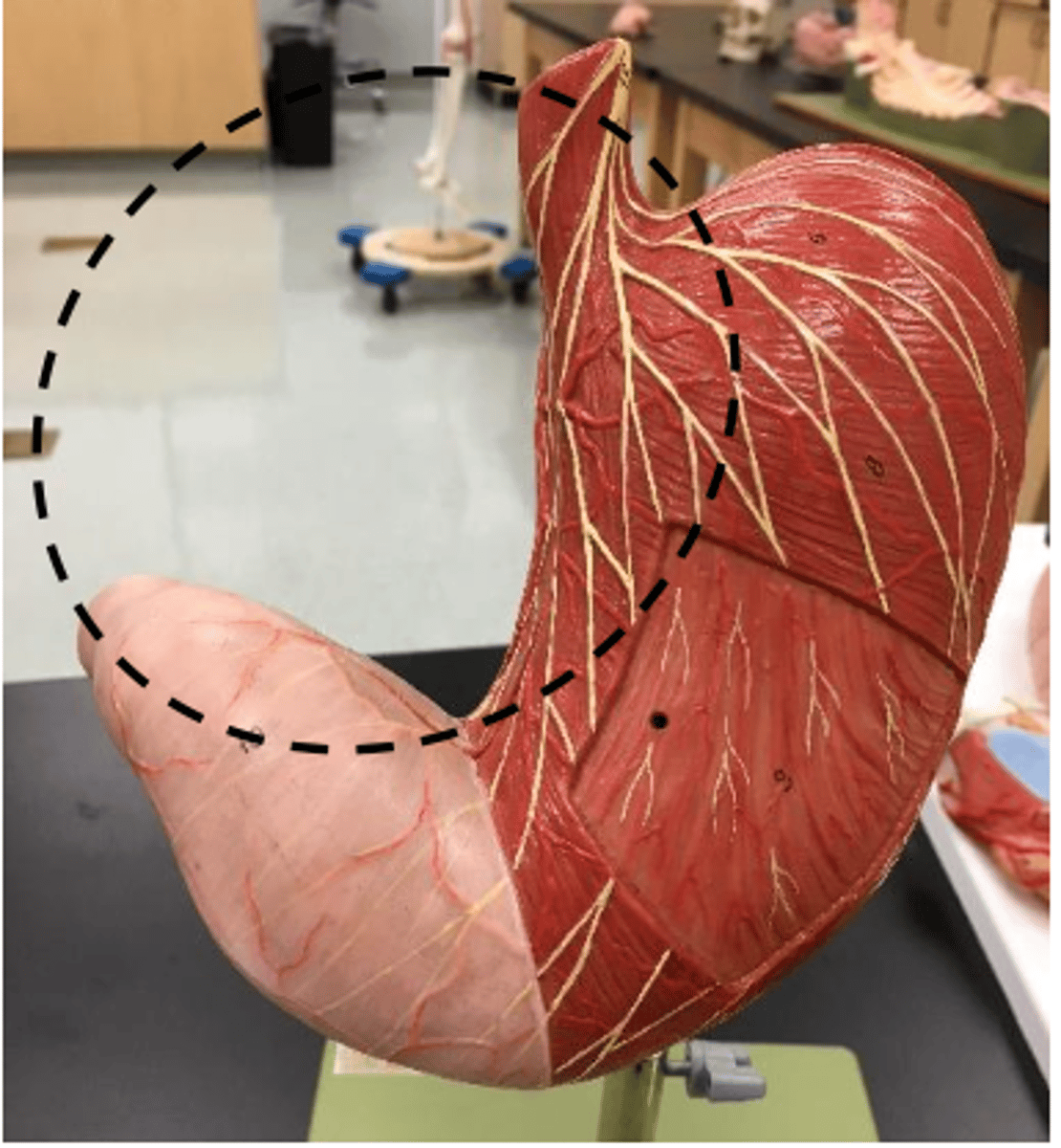 knowt flashcard image