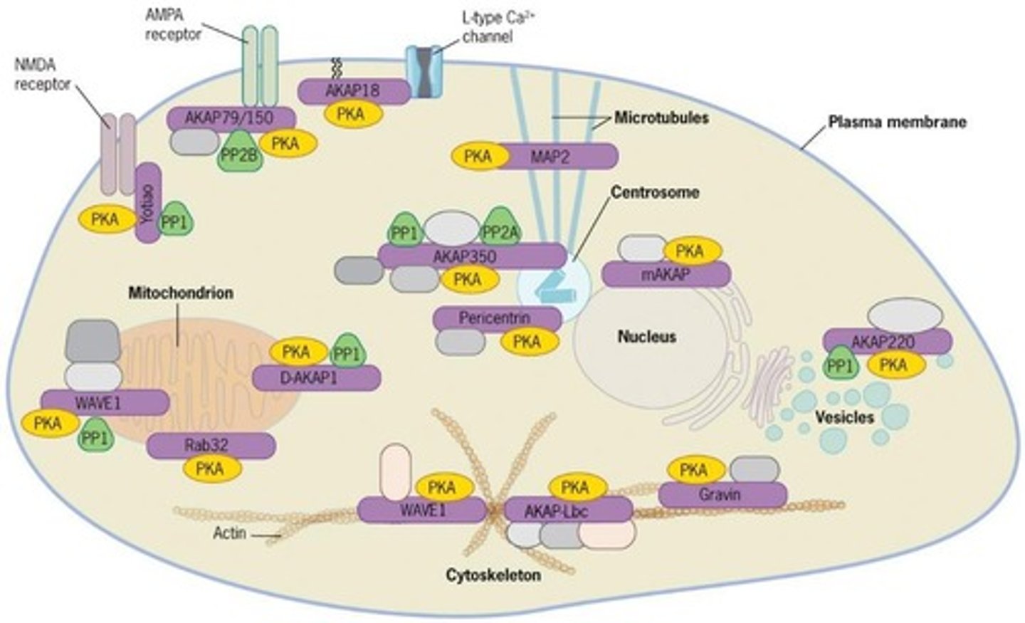 <p>Activated by cAMP, phosphorylates specific proteins in response to stimuli</p>