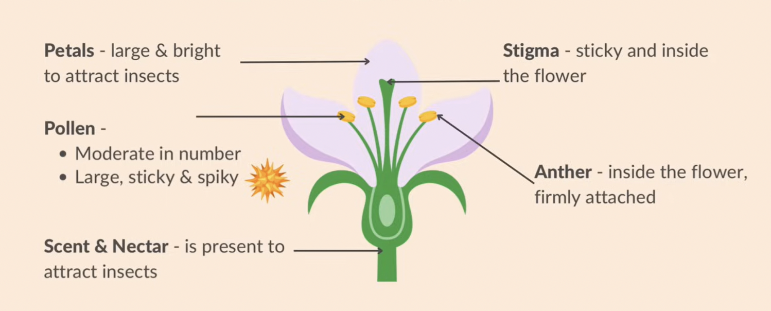 <ul><li><p><strong>large + bright petals</strong> to attract insects</p></li><li><p><strong>moderate </strong>number of <strong>pollen </strong>+ <strong>large, sticky</strong> and <strong>spiky</strong></p></li><li><p><strong>scent + nectar</strong> is present to attract insects</p></li><li><p><strong>stigma is sticky</strong> and inside the flower</p></li><li><p><strong>anther is inside</strong> the flower and firmly attached</p></li></ul><p></p>