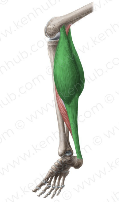 <p>MUSCLE:</p><p>ORIGIN:</p><p>INSERTION:</p><p>NERVE:</p><p>ACTION:</p>