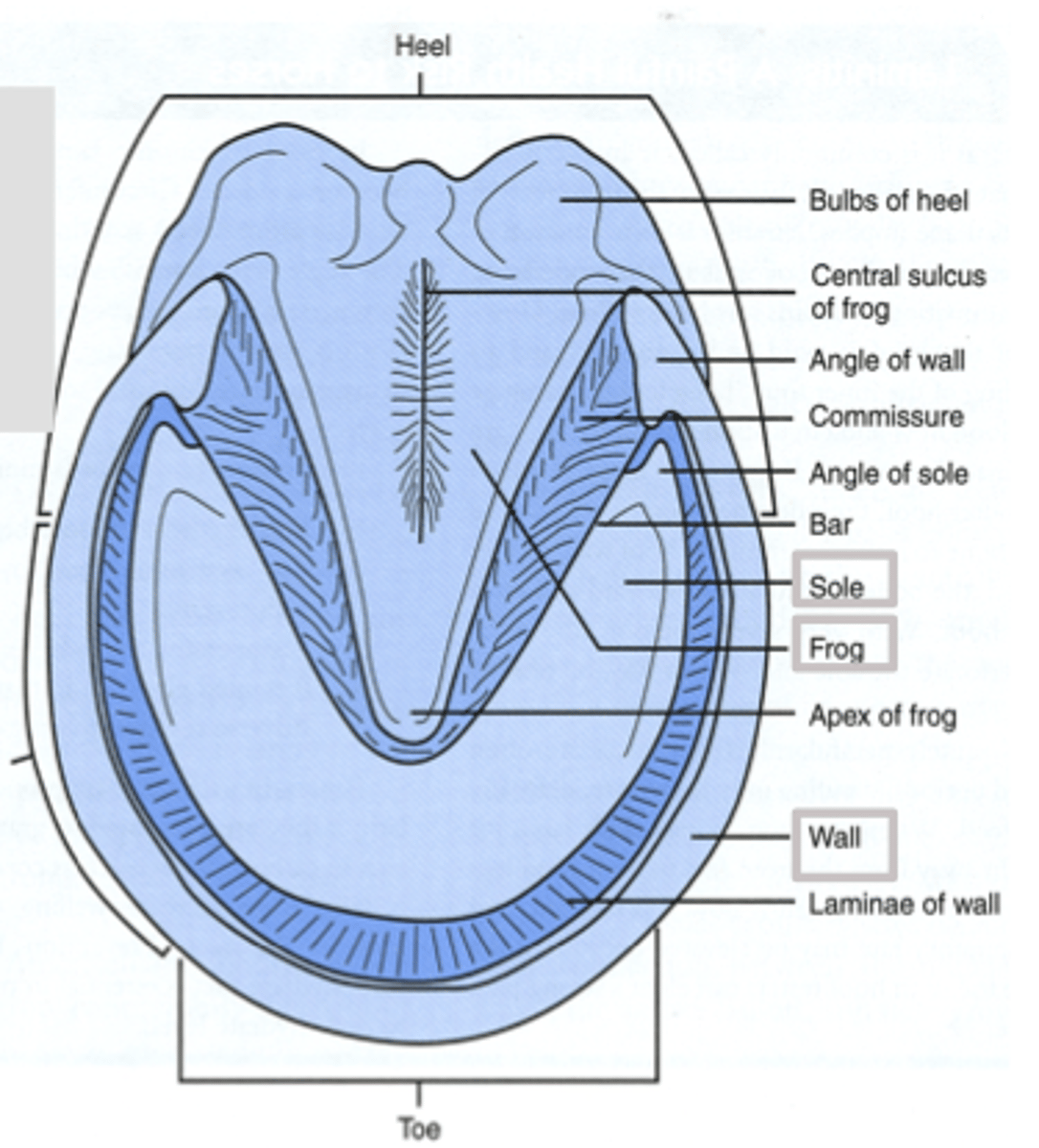 <p>part of hoof anatomy where it controls the movement of the back of the hoof</p>