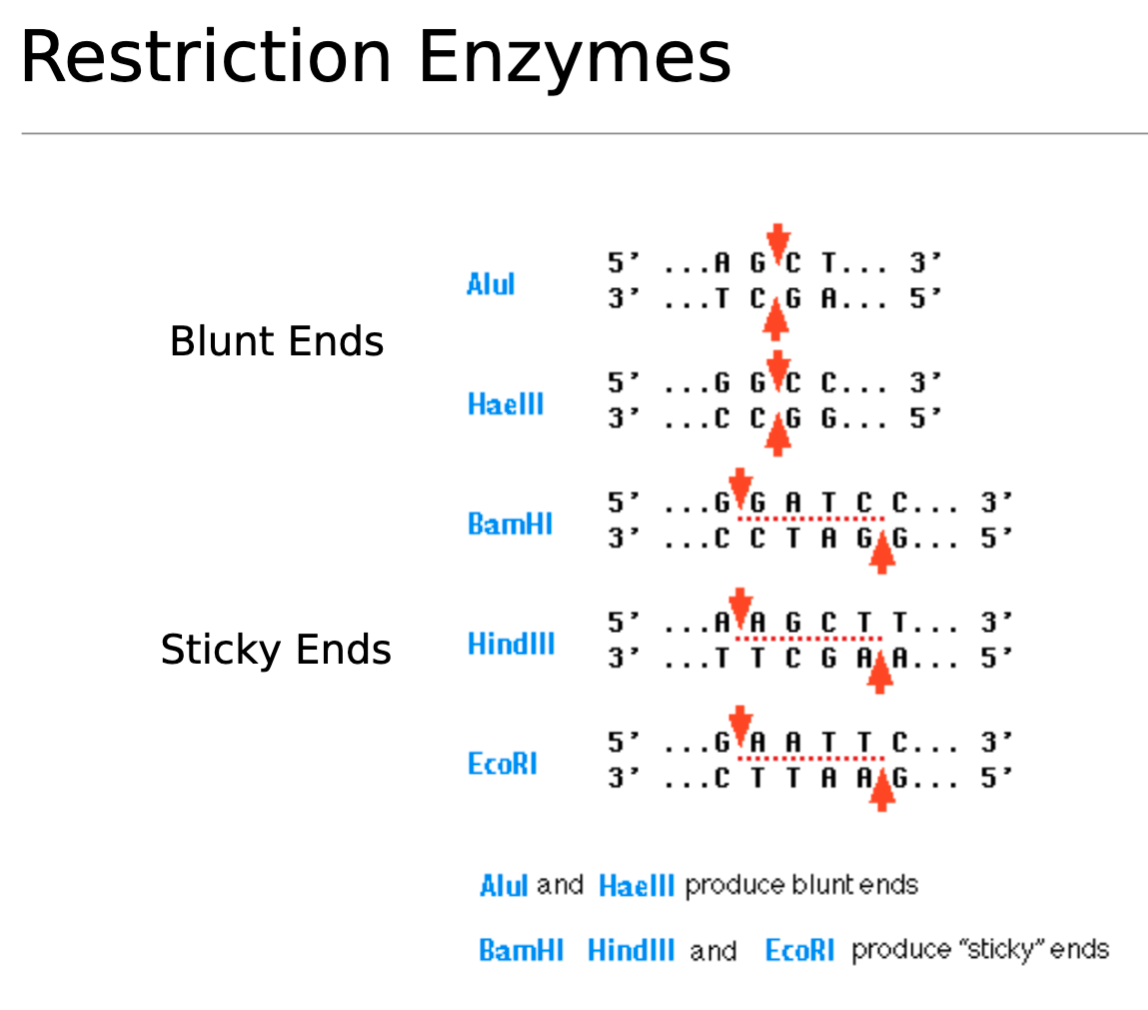 <p>Sticky ends vs Blunt ends</p>