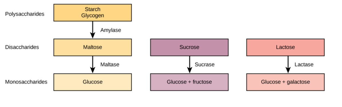 <p>. in mouth food starches broken down into maltose through the salivary enzyme amylase</p><p>. in duodenum: the chyme from stomach mixes with digestive secretion that break down the disaccharides into monosaccharides </p><p>—&gt; enzymes involved are maltase, sucrase, and lactase </p>
