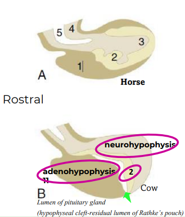 <p>1, Adenohypophysis</p><p>2, Pars Intermedia</p><p>3, Neurohypophysis</p><p>4, Hypophysial stalk</p><p>5, Recess of third ventricle</p>