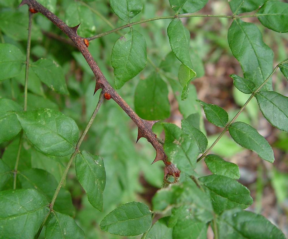 <p>prickly-ash, Zanthoxylum americanum, Rutaceae</p>