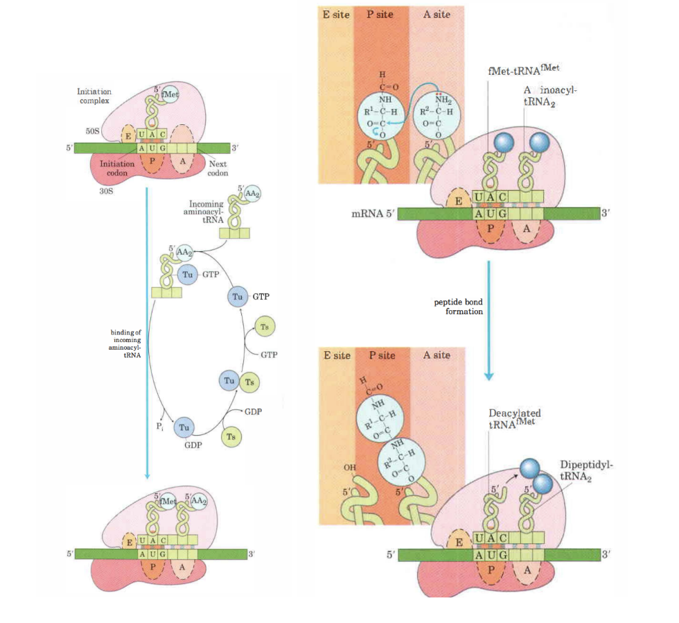 <ol><li><p>Aminoacyl-tRNA binder till GTP-bundet EF-Tu som sedan binder in till 70S-komplexets A-site.</p></li><li><p>EF-Tu + GTP-komplexet hydrolyseras och dissocierar.</p></li><li><p>Det bildas en peptidbinding mellan aminosyrorna genom att alfa-aminogruppen på A-site gör en nukelofil attack på karboxylgruppens aminosyran i P-site.</p></li><li><p>Det bildas en dipeptidas-tRNA i A-site. Medan tRNA i P-site blir deacylerad. Reaktionen katalyseras av <strong>peptidyltransferas</strong> (en del av 23S rRNA subenhet)</p></li><li><p>Slutligen flyttas kodonet i mRNA:ts 3’ rikting. Dipeptidyl-tRNA flyttas till P-site och den oladdade tRNA flyttas till E-site. Förflyttning katalyseras av EF-G eller translokas mha GTP som hydrolyseras.</p></li></ol>