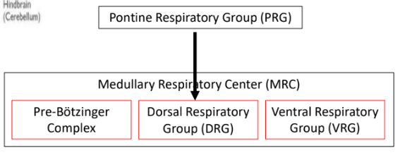 <ul><li><p>sends a signal to DRG to switch between active and inactive to modify breathing cycle</p></li></ul><p></p><p>ex. very strong signal to DRG with speaking and some exercises like swimming.</p><p></p>