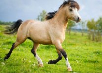 <p>Identify the breed of horse?</p>