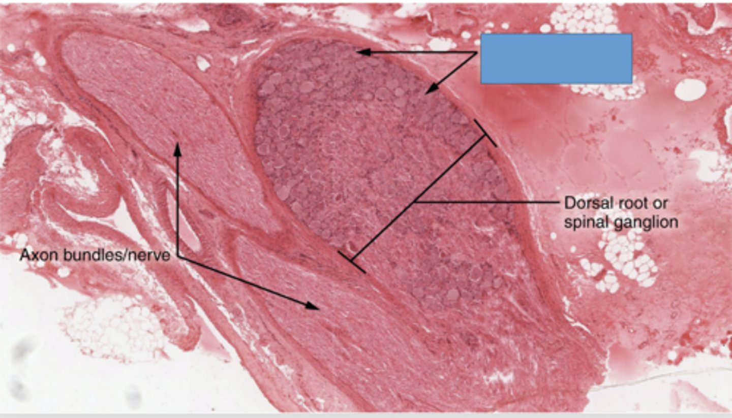 <p>Identify the specific structure</p>