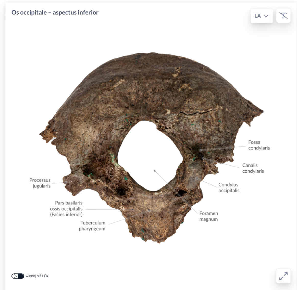 <p>processus jugularis</p>