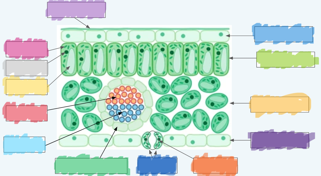 <p>What is the normal green? (hint: not the chloroplasts)</p>