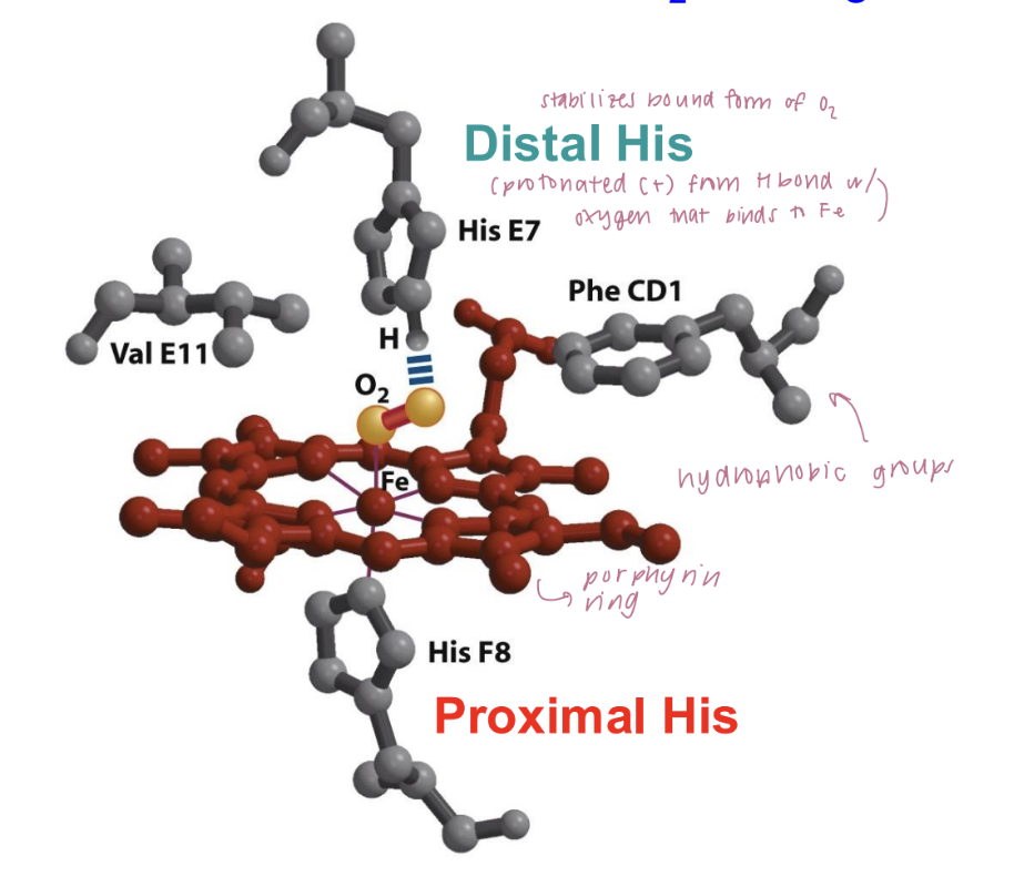 <p>bind oxygen - intramuscular oxygen transporter</p><p>8 alpha-helical segments connected by loops + heme group (porphyrin ring containing iron in center)</p><ul><li><p>iron binds to O2</p></li></ul><p>pucker conformation: deoxygenated state</p><p>flat conformation: When O2 binds to iron, it is pulled back into the plane of the porphyrin ring.</p><ul><li><p>movement of iron pulls the proximal histidine with it, inducing changes in the structure of the entire protein.</p><p></p></li></ul><p>distal histidine: </p><ul><li><p>located near the iron but is not directly bonded to it</p></li><li><p>stabilize the bound oxygen molecule through hydrogen bonding.</p></li></ul><p></p>