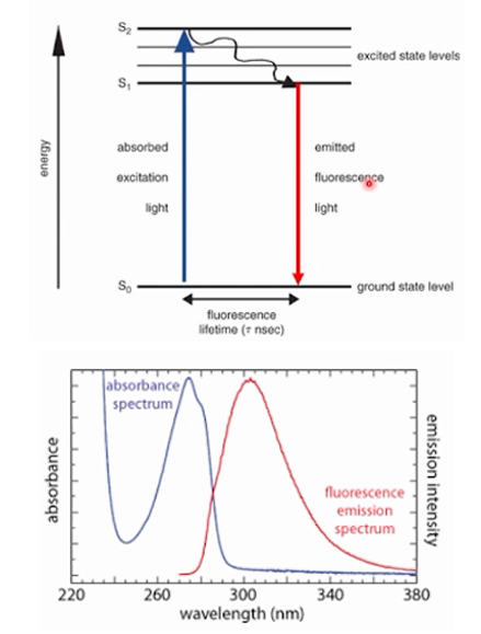 <p><strong>The graph on the picture is an example of what type of spectrum?</strong></p><p>A. Fluorescence Spectrophotometry</p><p>B. IR Spectrophotometry</p><p>C. Molecular Emission Spectrophotometry</p>