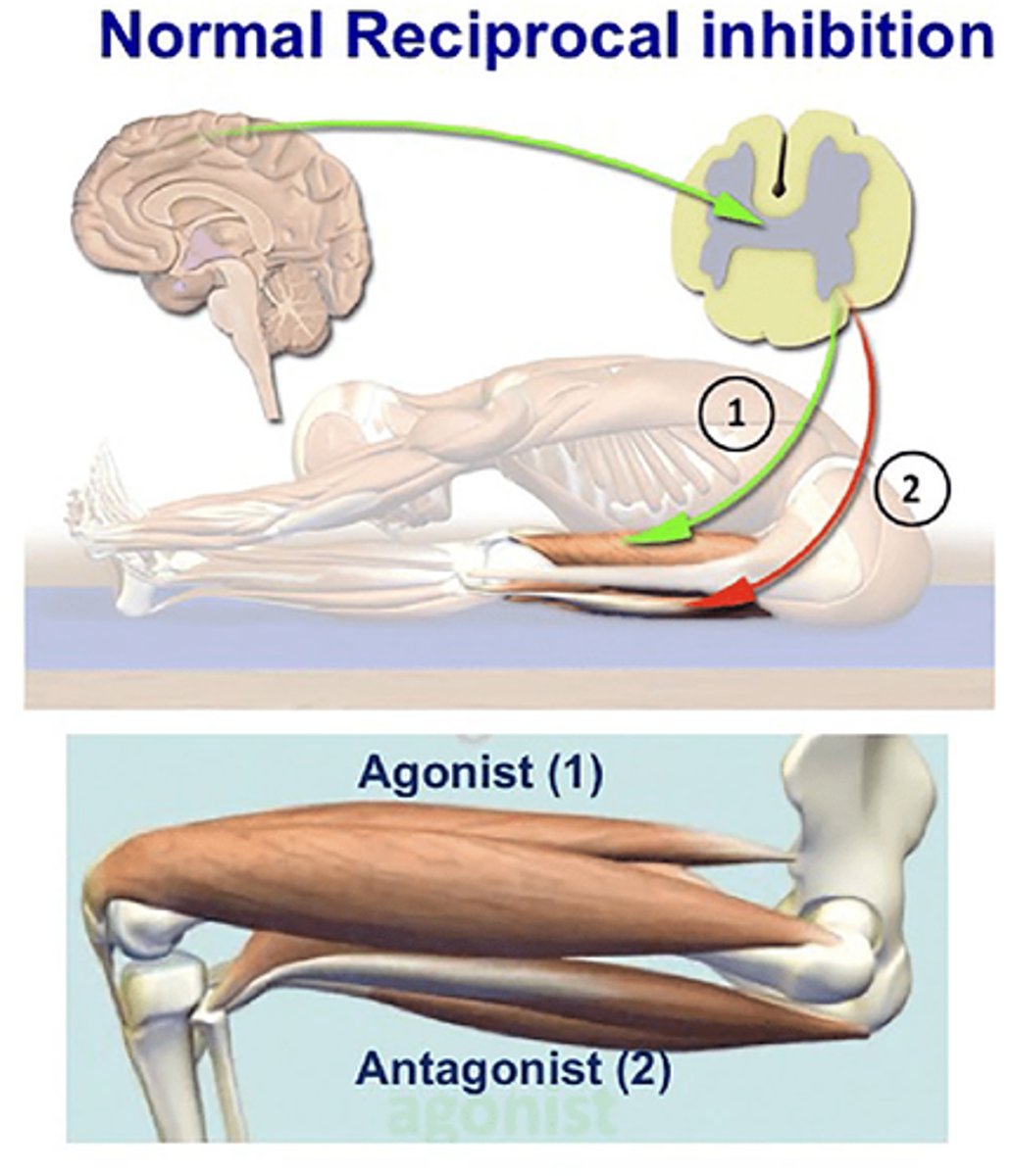 <p>-Skeletal muscle (or groups) that contract are known as Agonists.</p><p>-Antagonists are prevented from contacting (inhibitory neurons firing).</p>