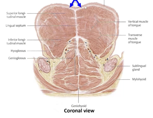 <p>thin layer of connective tissue surrounding body of tongue</p>