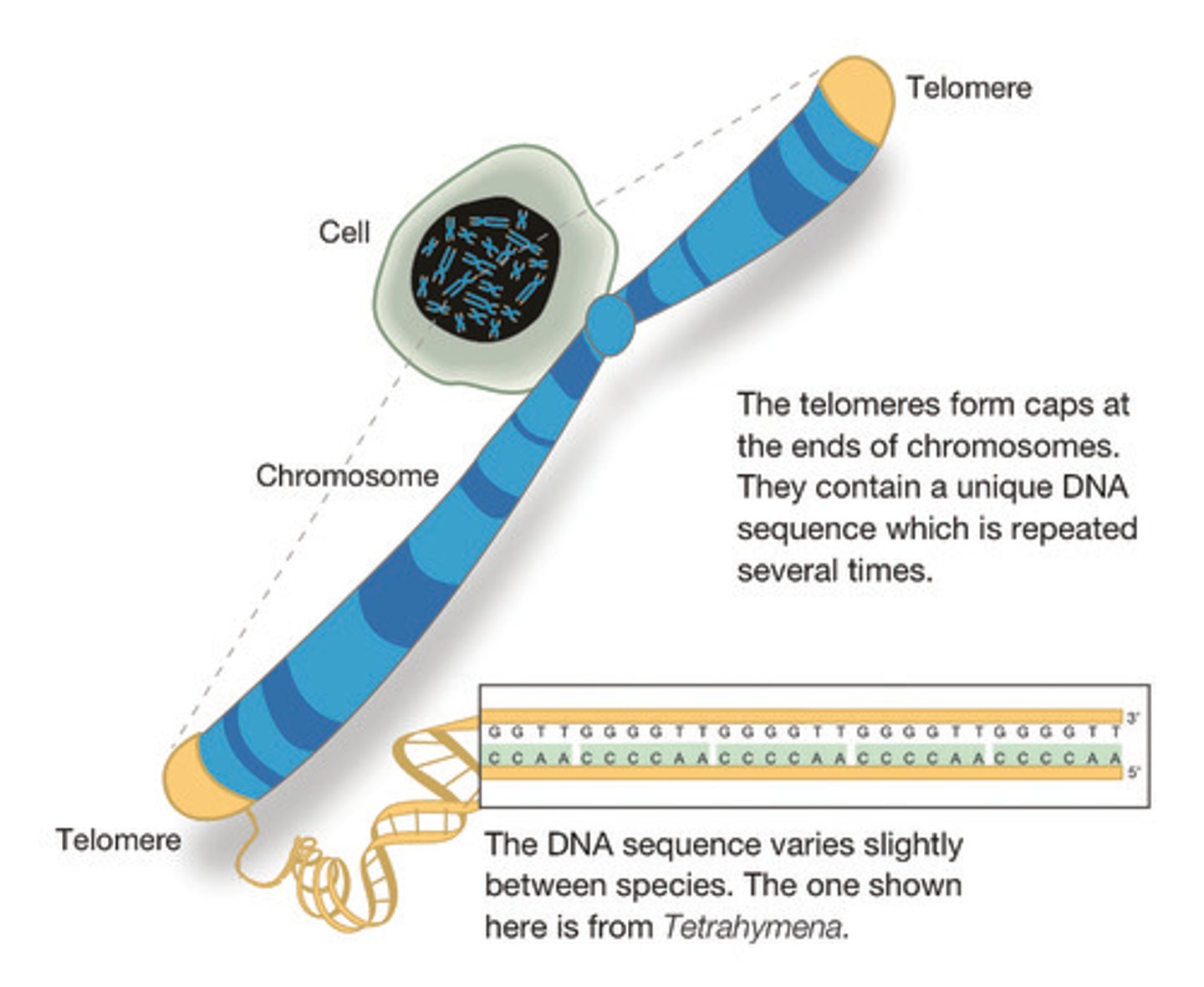 <p>Repeated DNA sequences at the ends of eukaryotic chromosomes.</p>