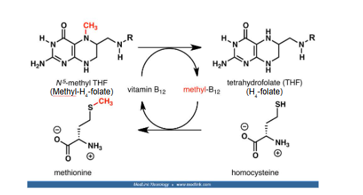 <ul><li><p>homocysteine → methionine (methylated version) </p></li><li><p>methyl-B12 → B12</p></li></ul><p></p>