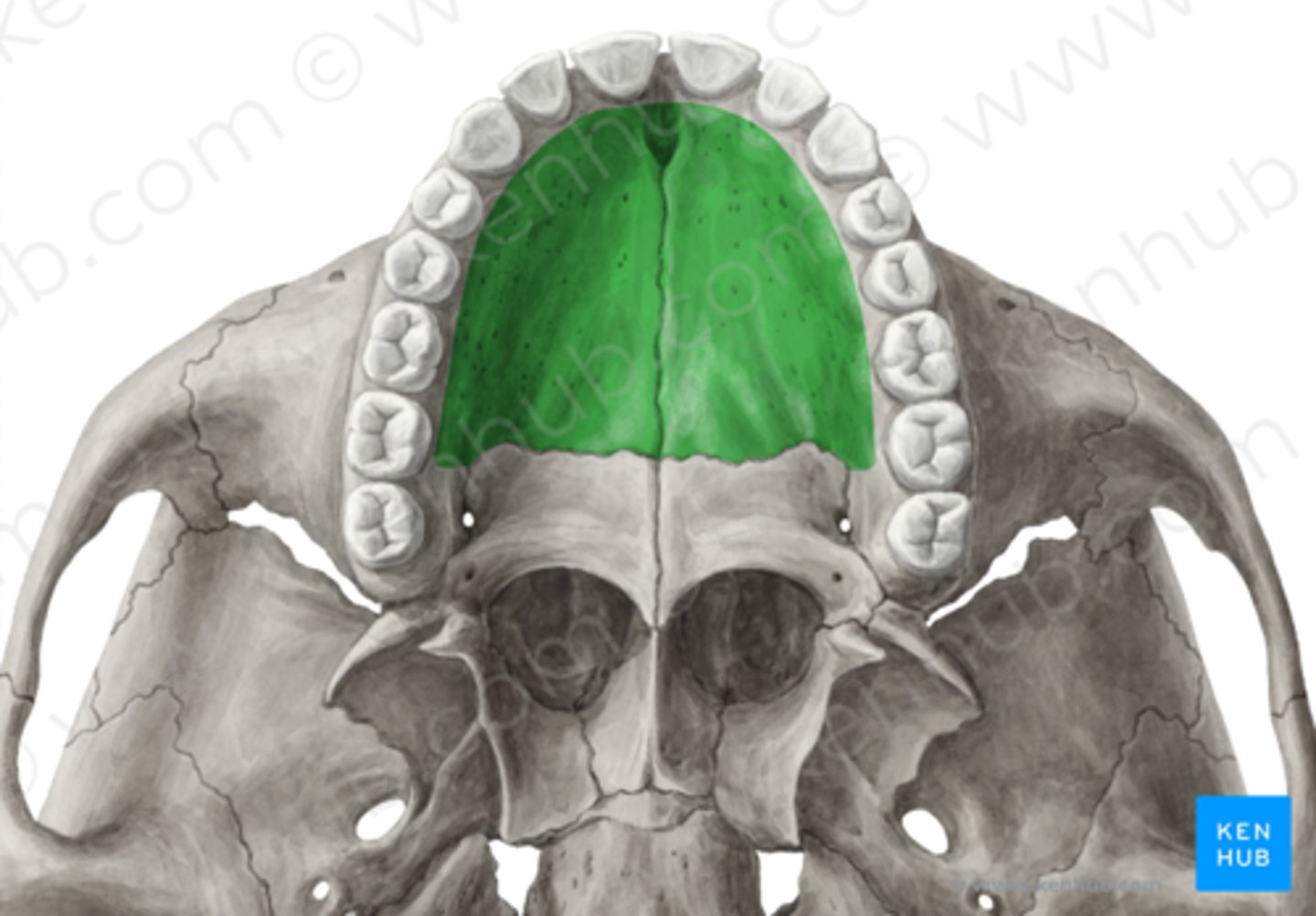 <p>gehemelte</p><p>functies: smaakwaarneming en bescherming v/d hersenen</p>