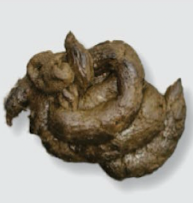 <p>What fecal score is this?</p>