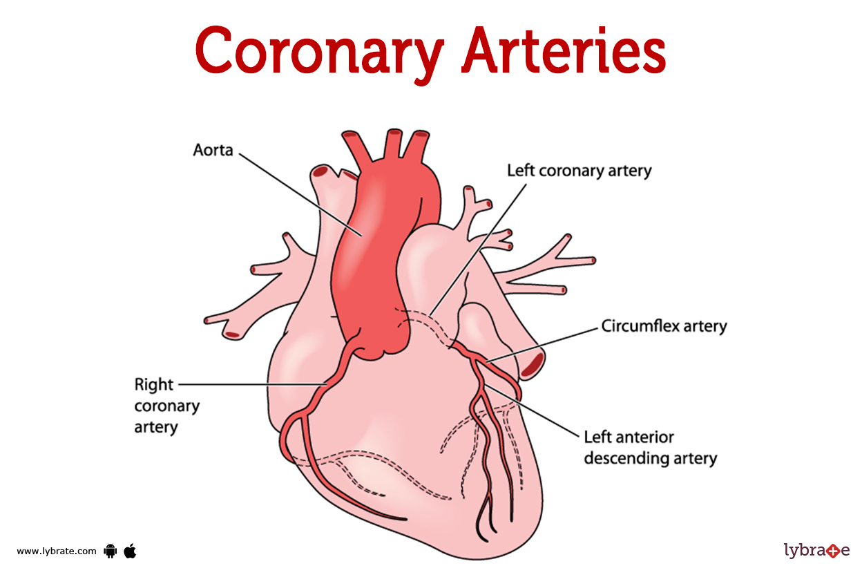 <p>serve the heart itself - they are the first branch off the aorta&nbsp;</p><p>they are susceptible to  build up - because of small diameters which can lead to heart diseases&nbsp;</p>