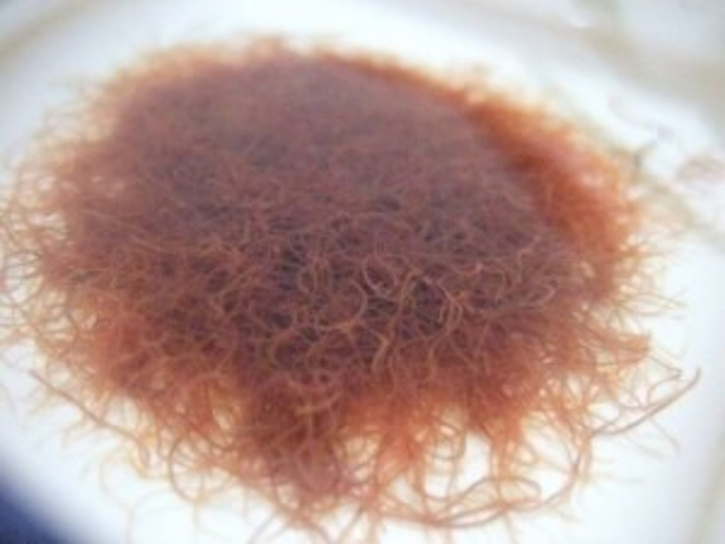 <p>Class 4, aquatic annelids, look like long earthworms, often found in large clumps in muddy bottoms, indicate poor water quality, filter organic matter from mud, food for fish and bottom feeders</p>