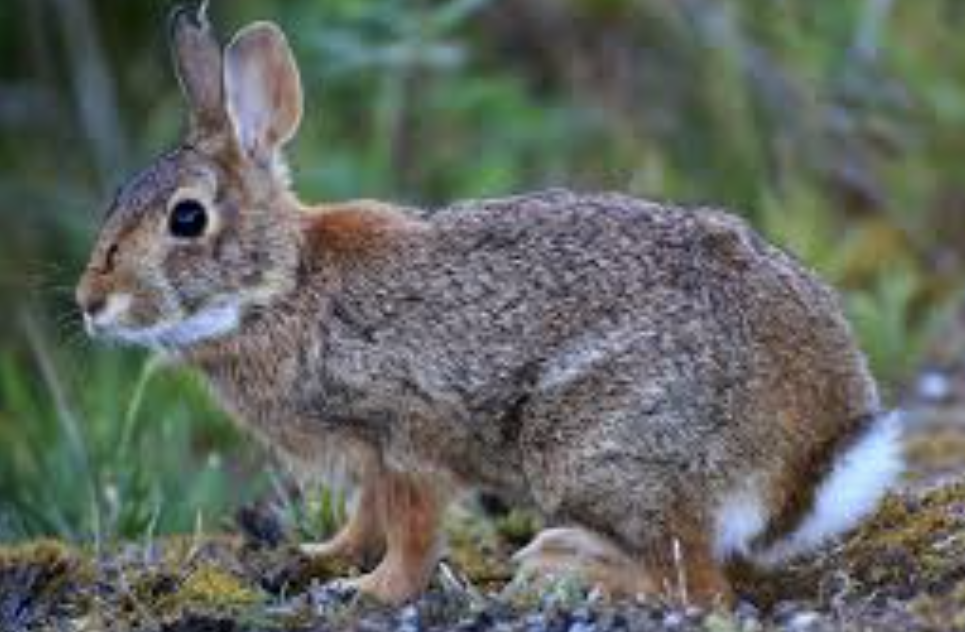 <p>Order: <strong>Lagomorpha</strong></p><p>F: <strong>Leporidae</strong></p>