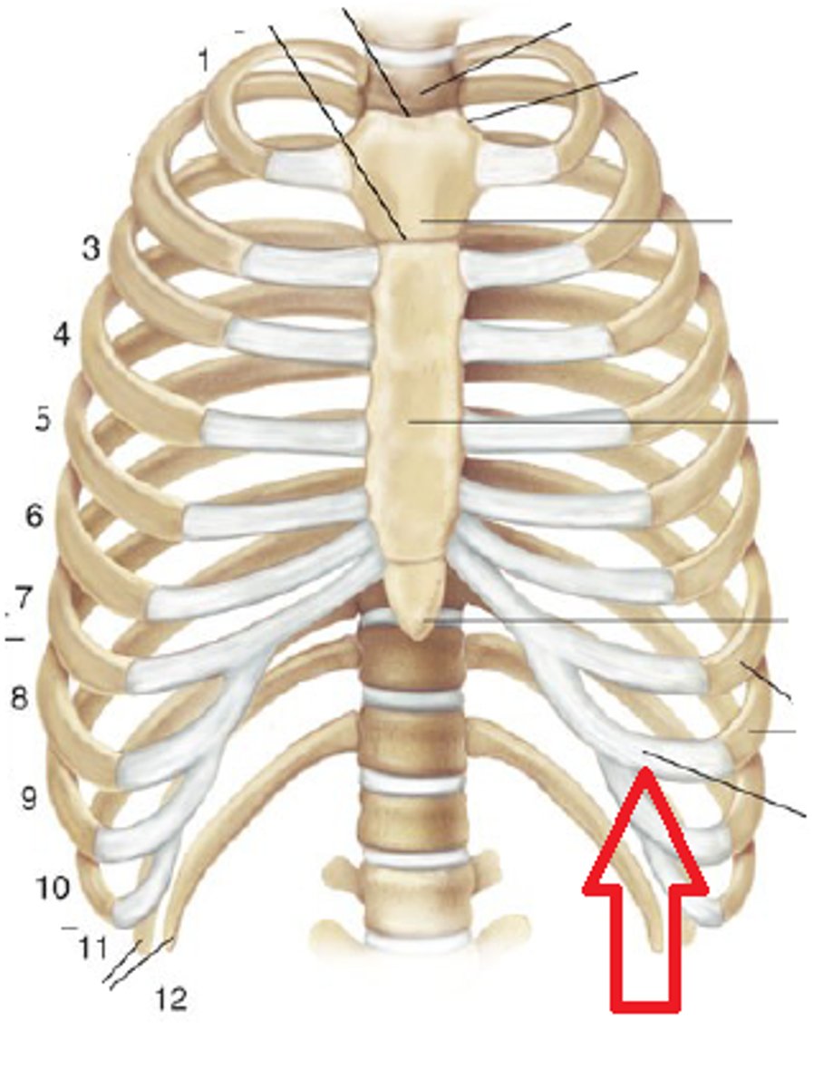 <p>connects ribs to sternum</p>