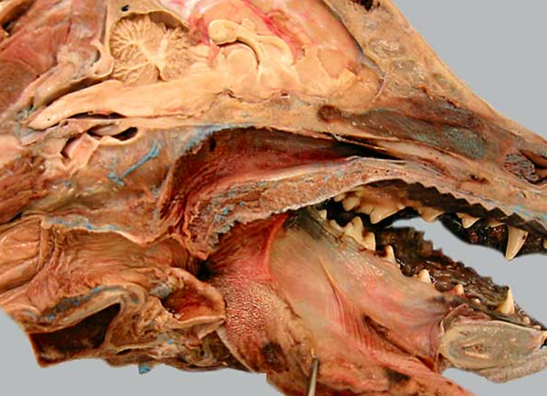 <ol><li><p>hard palate: near front of mouth, rugae under it</p></li><li><p>nasopharynx: open space above soft palate</p></li><li><p>palatoglossal arch: tissue that connects side of tongue to soft palate, marks boundary between the mouth &amp; oropharynx (throat, 5)</p></li><li><p>-</p></li><li><p>-</p></li><li><p>palatopharyngeal arch: fold of tissue that marks caudal end of soft palate, clolses off nasopharynx during swallowing</p></li><li><p>soft palate: caudal to hard palate</p></li><li><p>pharyngoesophageal limen: marks boundary between pharynx &amp; esophagus, at caudal end of laryngopharynx</p></li><li><p>laryngopharynx: caudal to soft palate, on top of larynx</p></li><li><p>esophagus</p></li><li><p>epiglottis</p></li></ol><p></p>