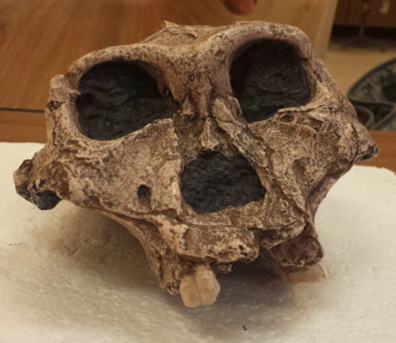 <p>2.0-1.0 MYA South Africa</p>