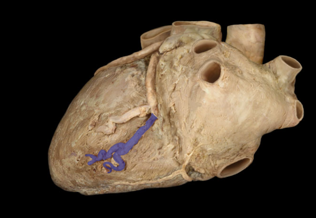 <p>Identify the structure</p>