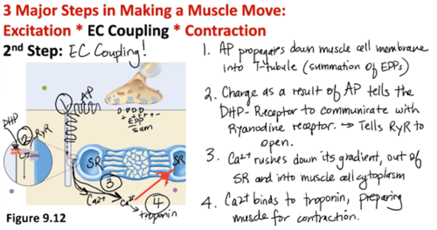 <p>1. AP propagates down muscle cell membrane into T-tubule (summation of EPPs)</p><p>2. Charge as a result of AP tells the DHP- receptor to communicate with Ryanodine receptor → tells RyR to open</p><p>3. Calcium rushes down its gradient, out of SR and into muscle cell cytoplasm</p><p>4. Calcium binds to troponin, preparing muscle for contraction</p>