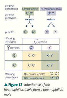 <p>characteristics are determined by genes on the sex chromosomes</p><p>there are some genes on the X chromosome that are not on the Y because the Y is much smaller</p><p>any characteristic caused by a recessive allele on the X chromosome occurs more often in men because it is missing the Y</p><p>draw sex-linked conditions with the superscript of the chromosome they occur on (Y has no allele attached)</p>