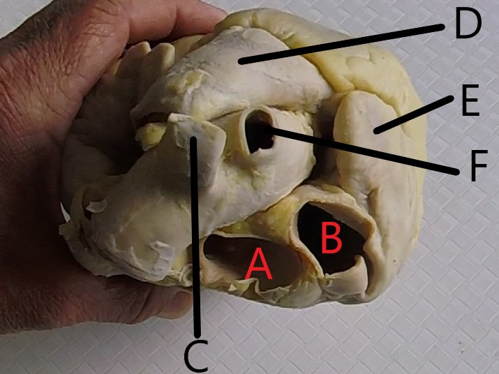 <p>What is B?</p>