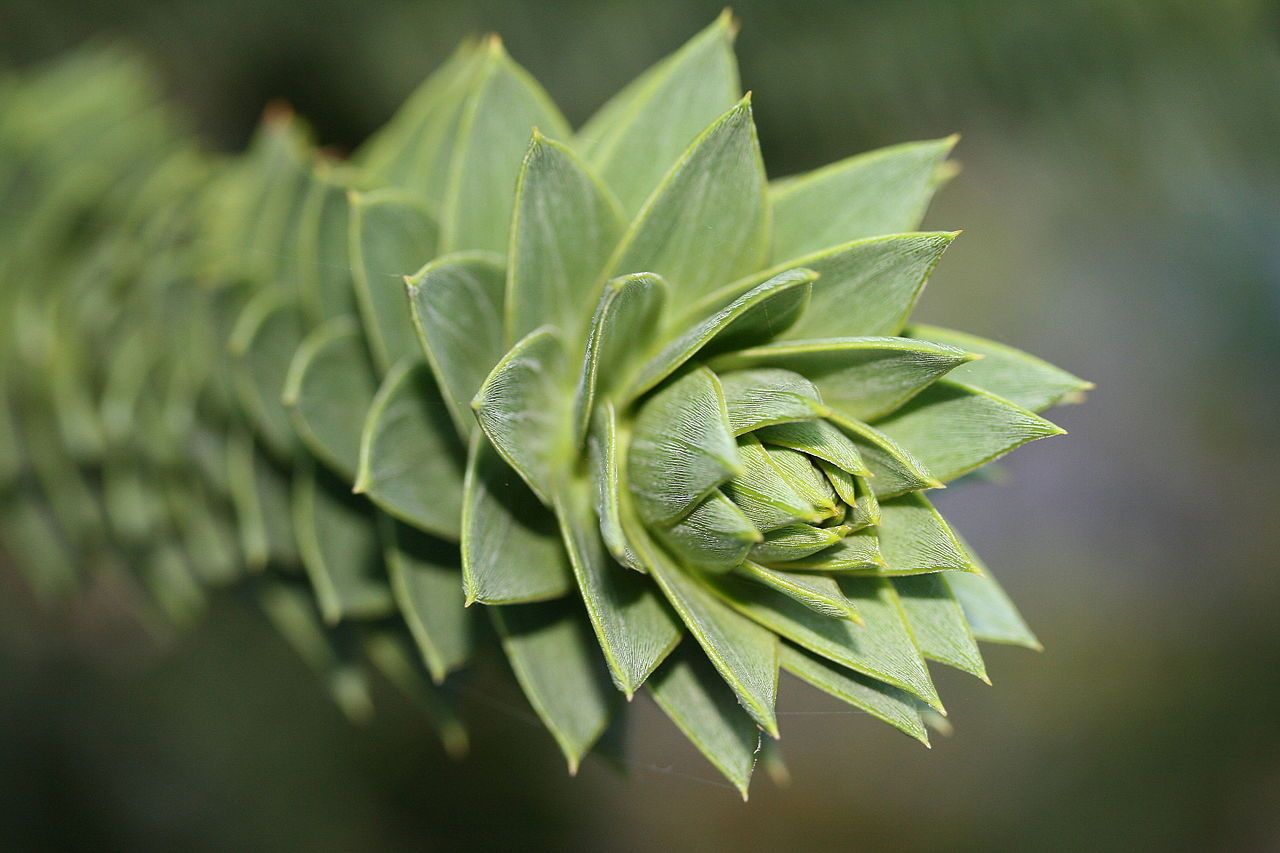 <p>Whose leaf is this?</p>