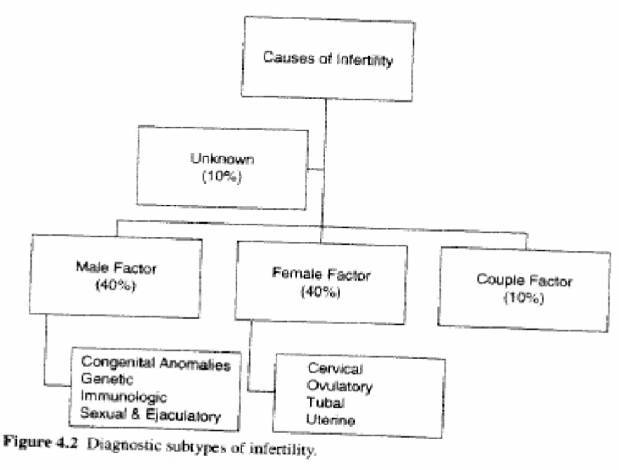 <p>fertility</p><p><em>relation to fecundity?</em><br><em>primary vs secondary?</em><br><em>clinical classifications?</em></p>