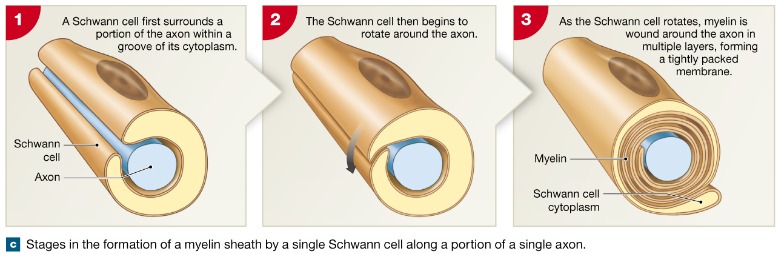 <p>_____ of myelin sheath and neurolemma formed by Schwann cell: -envelopes an axon in a trough -encloses the axon with its plasma membrnae -lays concentric layers of membrane that make up the myelin sheath</p>