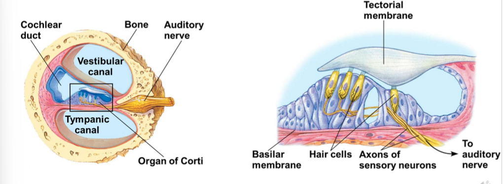 <ul><li><p>is made up of 2 fluid filled chambers separated by a cochlear duct</p></li><li><p>has hairs with different flexibilities = so can tell difference between sounds + frequencies</p></li></ul><p></p>