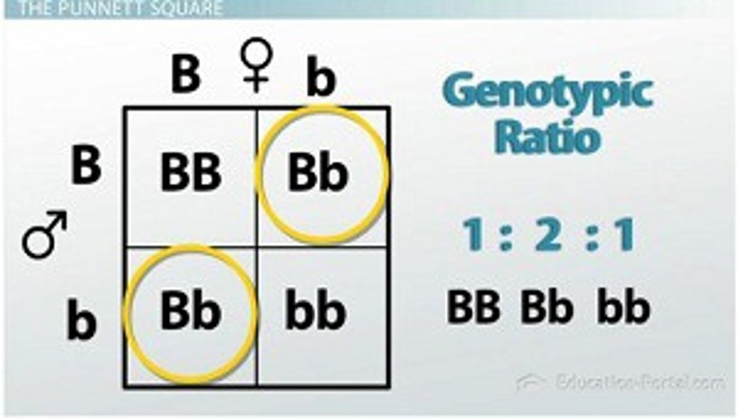 <p>form of a grid that represents the possible combinations of egg and sperm at fertilization.</p>