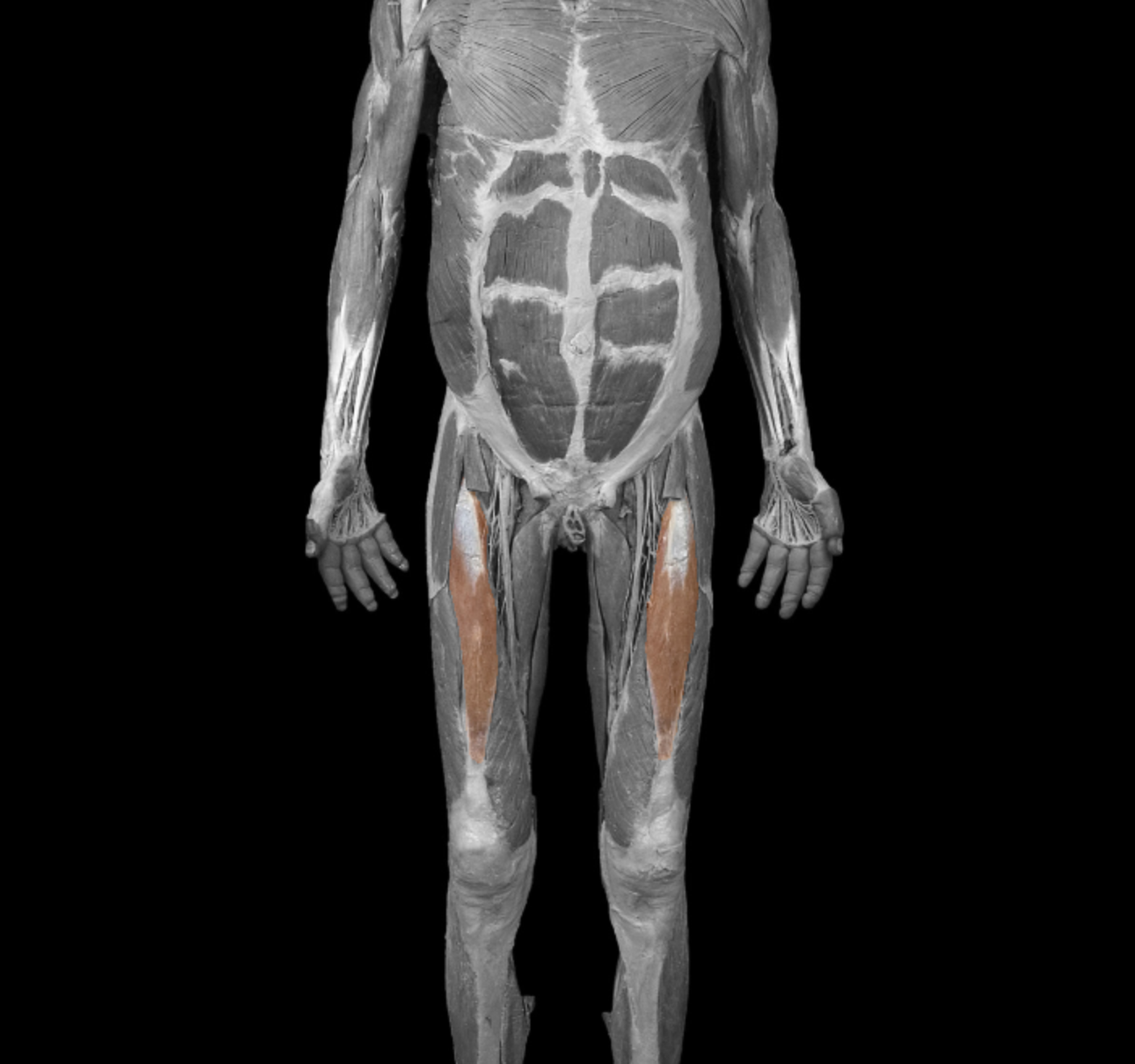 <p>origin: anterior inferior iliac spine </p><p></p><p>insertion: patella  via quadriceps tendon (patellar ligament to tibial tuberosity) </p><p></p><p>action: extend leg at knee, flex at hip </p><p></p><p>innervation: femoral nerve </p>