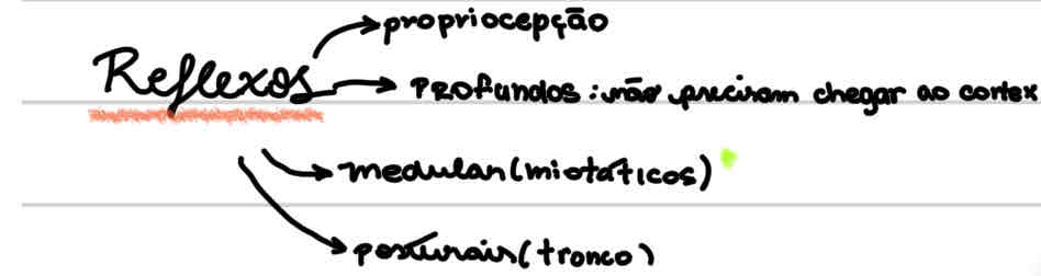 <p>R. Superficiais: cutâneo-abdominais (abolido em síndrome piramidal)</p>