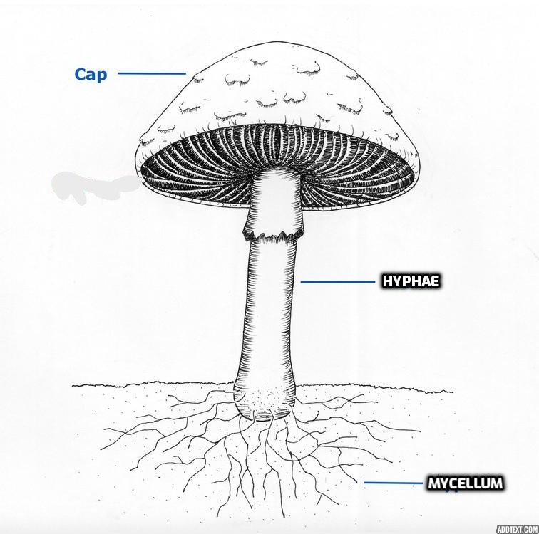 <ul><li><p>Cap</p></li><li><p>Hyphae</p></li><li><p>Mycelium</p></li></ul><p></p>