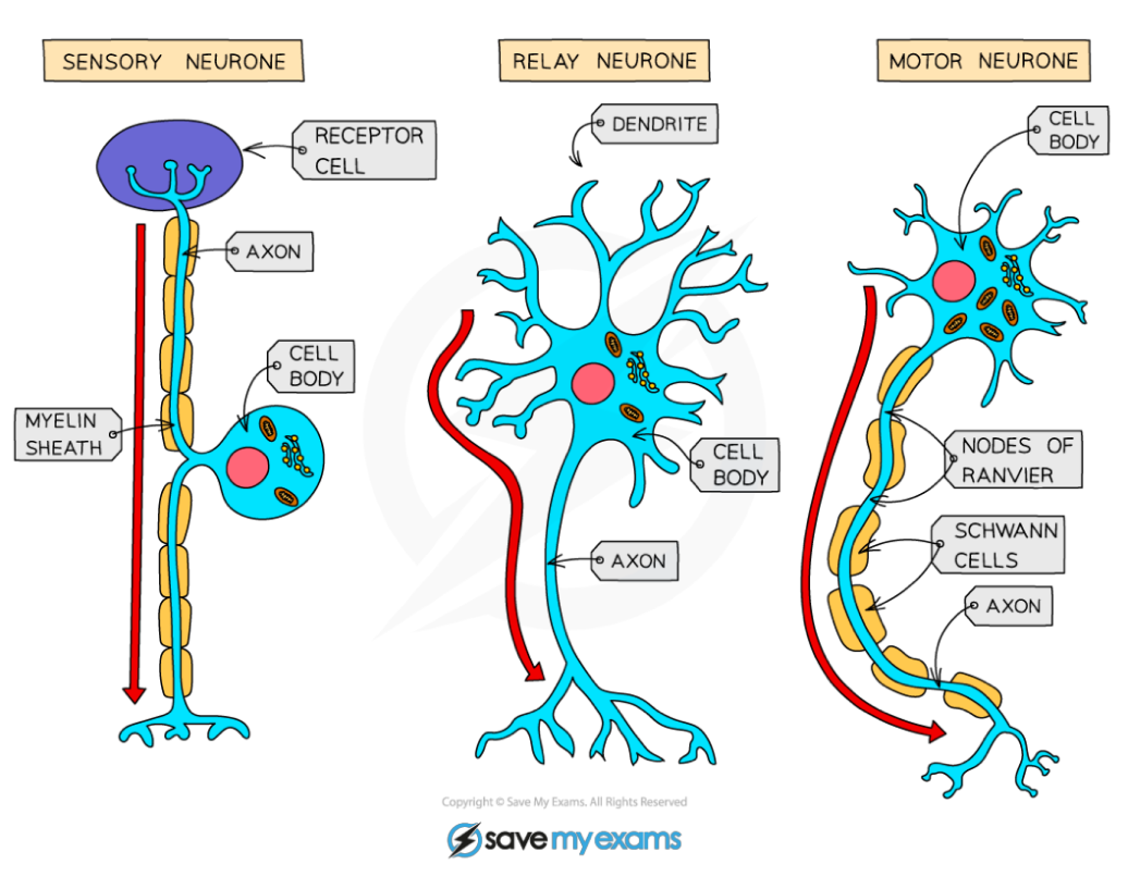 <p><span>Neuron Structure</span></p>