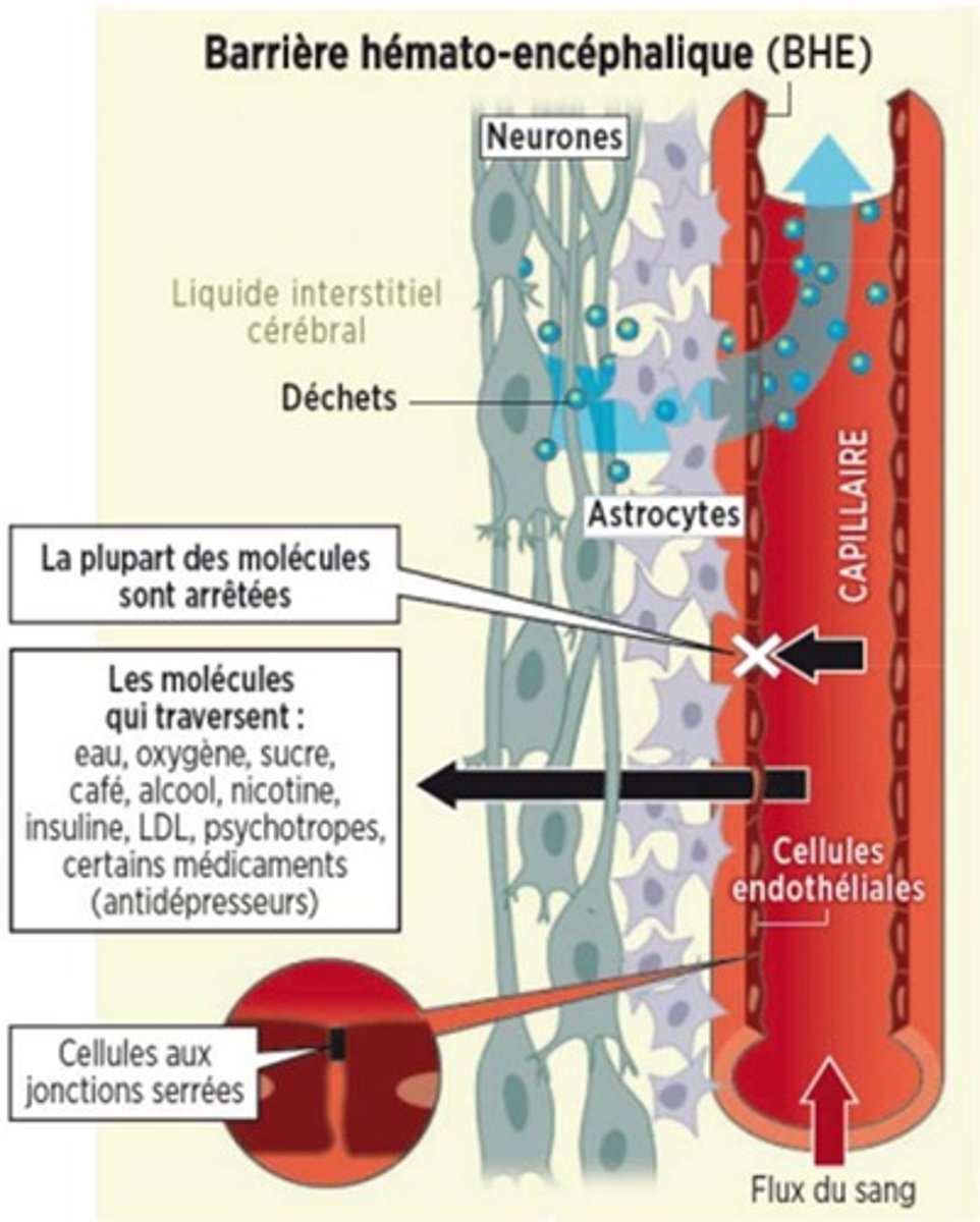 <p>Protège le cerveau des agents pathogènes et fonctionne comme un filtre.</p>