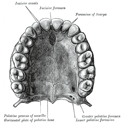 <p>A hole just behind the two front teeth</p>